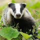 Illustration for article titled Luxury Stockholm Hotel Brought to Its Knees By Angry Badger